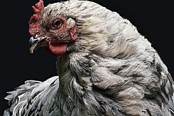 La enfermedad de Newcastle se cuela en una granja avícola costera
