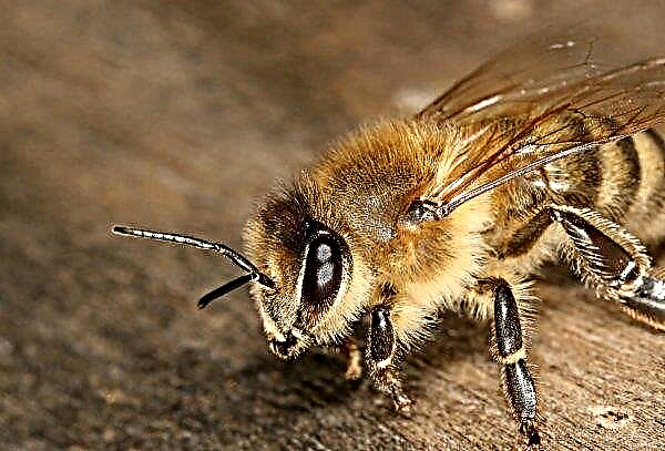 Uzmanlar Rus arıların toplu ölümü için erken ilkbaharı suçluyorlar