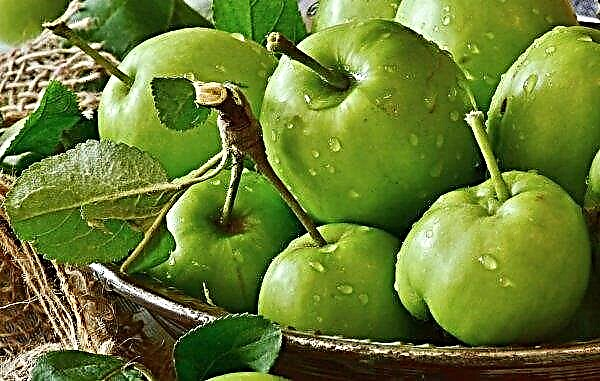 Las autoridades de la región de Moscú salvarán a los residentes de verano del exceso de manzanas
