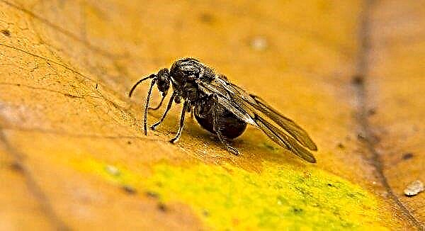 मंचूरियन अखरोट के रोग: पत्ते काले, कीट, सूखते, छीलते हैं