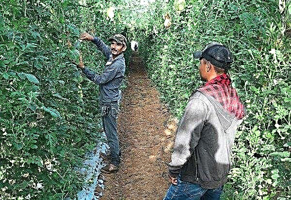 カリフォルニアの農家が垂直サポートで種なしスイカを栽培