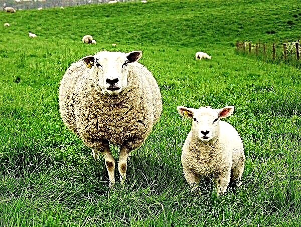 Farmář z oblasti Oděsy „ukradl“ celé stádo ovcí