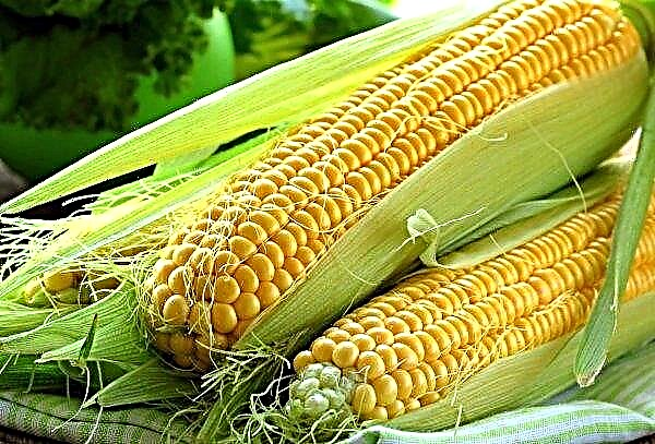 Cooling saved the fields of Ukraine from a corn moth