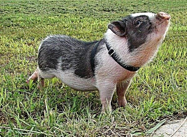 Een nieuw geval van AVP in de regio Vinnitsa: er werden meer dan 300 varkens gebruikt