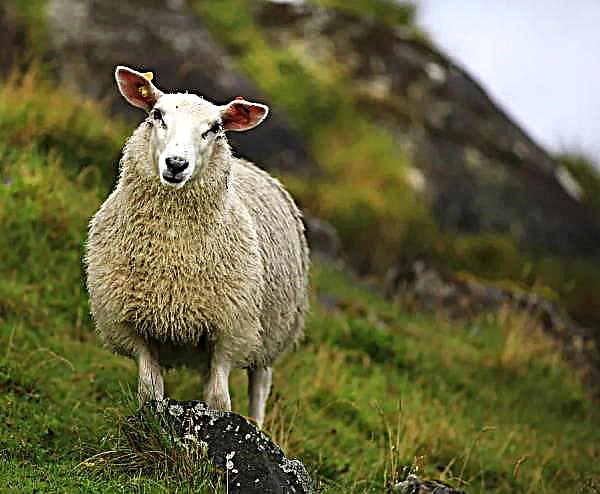 Moutons au lieu de tondeuses à gazon
