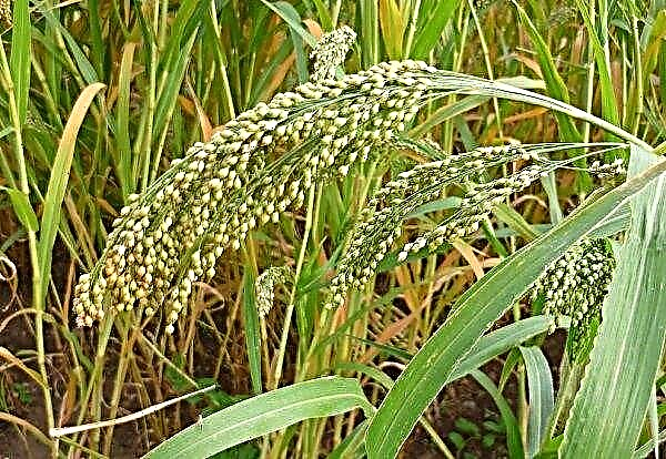 Autoridades ucranianas pedem aos agrários que plantem mais milho