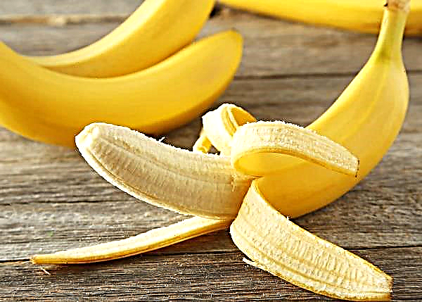 Banány už rastú v skleníkoch v Japonsku