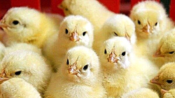 Bacteriophages will help Ukrainian poultry breeders fight salmonella
