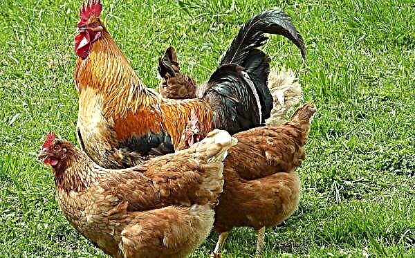 Russian chickens will go to the shelves of Saudi Arabia