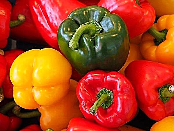 Greenhouse farms in Ukraine prefer tomatoes