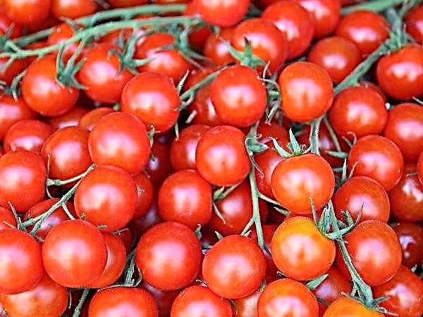 Japanischer Roboter entehrt auf Tomatenbeeten