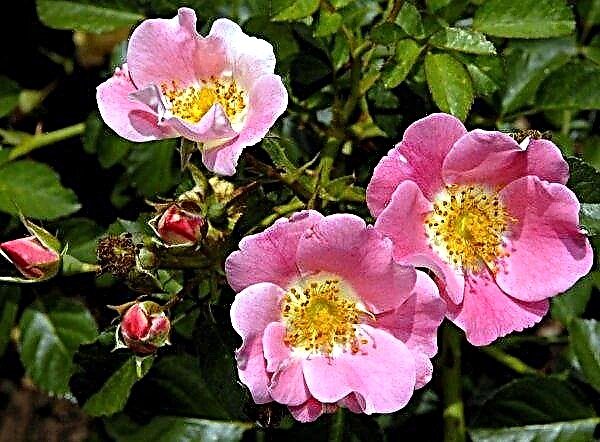 Los silvicultores de Vinnitsa crecen rosas silvestres sin espinas