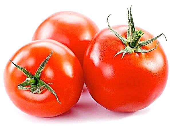 Daun tomato yang berlebihan harus dikeluarkan pada waktu pagi