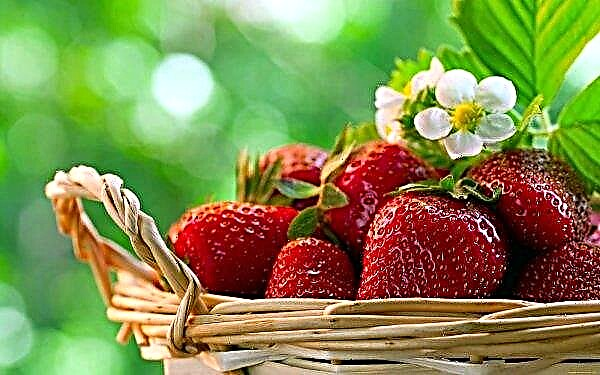 In Novosibirsk, strawberry fields are fertilized by millions