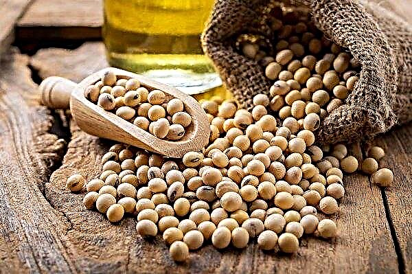 Decreased protein in Brazilian soybean could lead to trade disaster