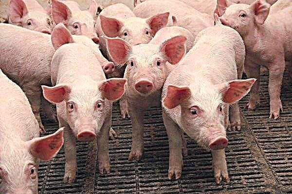 Yılda neredeyse iki kat fazla Kamçatka domuzu