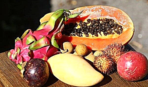 Exotische Früchte reifen in sizilianischen Gewächshäusern