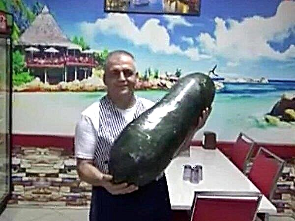 Turkse boer heeft een komkommer van 21 kg grootgebracht