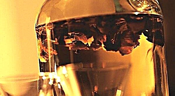 Tinktur fra skillevægge fra valnødder fra skjoldbruskkirtlen, hvordan man laver mad og hvordan man bruger den i medicin