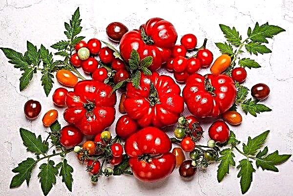 Marché russe de haute opinion sur les tomates domestiques