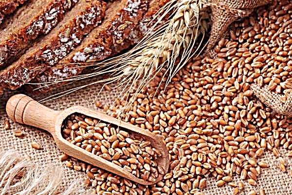 أقطاب يبحثون عن موردي الحبوب العضوية في أوكرانيا