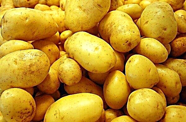 Di Siberia, Belanda dan Spanyol sedang bersiap untuk meluncurkan tanaman kentang