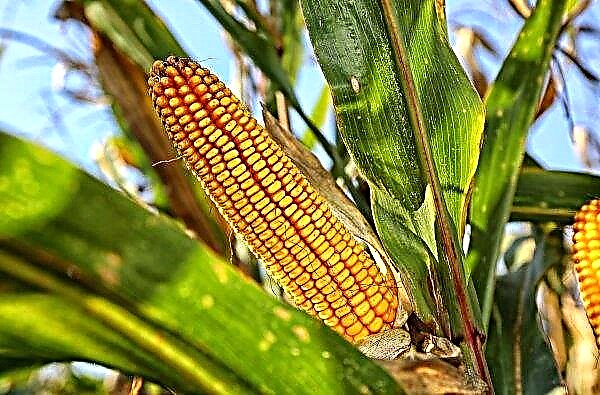 India once again postponed a tender for the purchase of corn