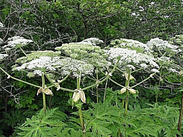 "Hogweed fighters" in Tatarstan took too much on themselves