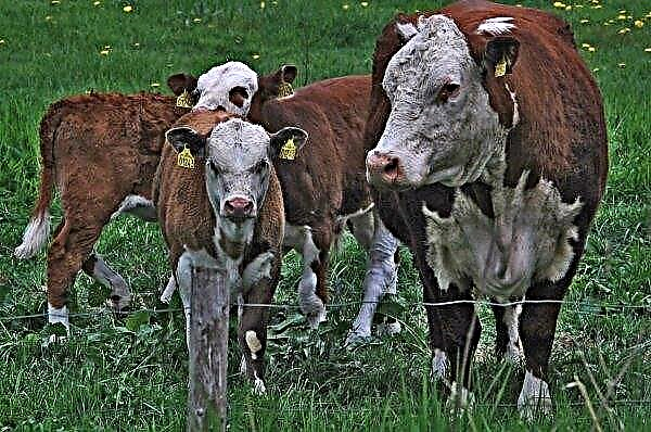 Les paysans d'Ukraine se voient massivement refuser les subventions pour l'élevage de jeunes bovins