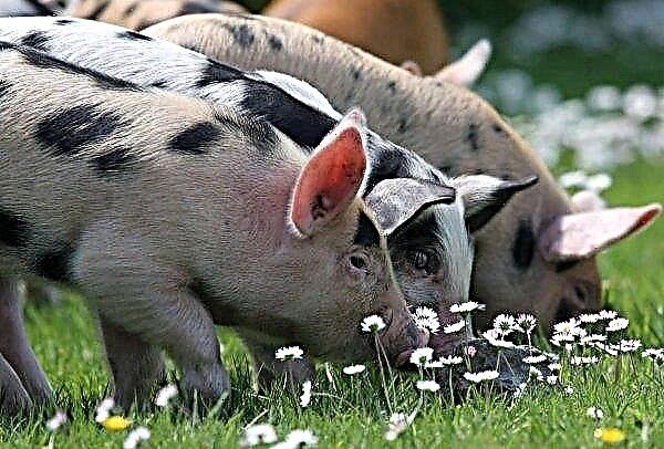 ウクライナの科学者は、地元の選択のユニークな品種の豚を再現することを計画しています