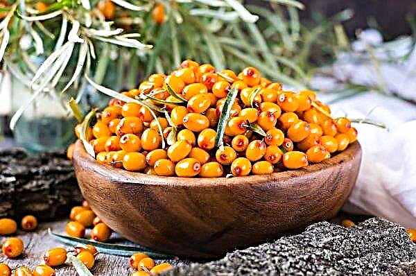 In the Vinnitsa region there will be a garden of varietal sea buckthorn