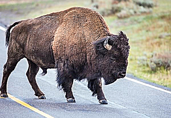 Un fermier bavarois élève un bison d'Amérique