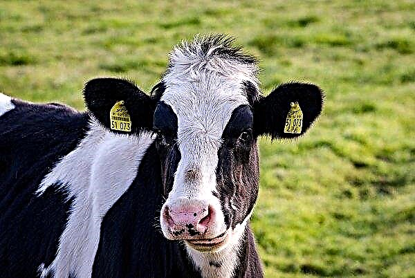 Le ministère de la politique agraire a reçu plus de 1 000 demandes de subventions pour les vaches