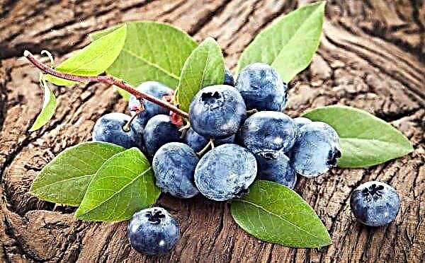 A wonderful transformation of a landfill into a berry was made by a Cherkasy farmer