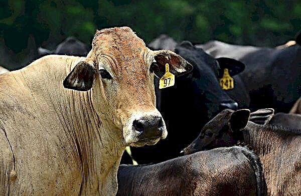 Cherkasy bölgesinde sığır besleme için güncellenmiş bir site açılacak