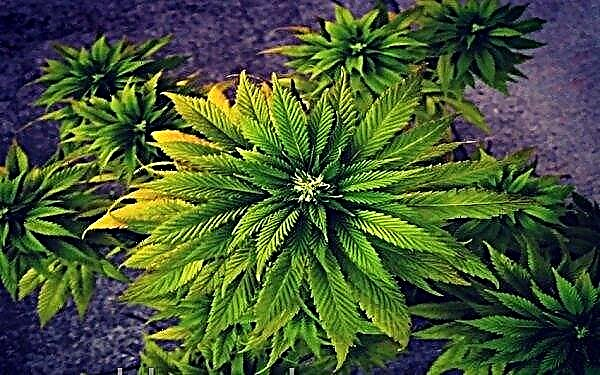 Jersey-chefminister annoncerer støtte til medicinsk cannabisvækst
