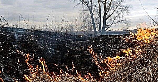 Denda untuk membakar daun dan rumput kering di Ukraine dapat tumbuh hingga 40 ribu Hryvnia