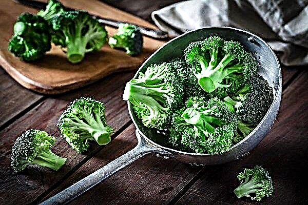 Broccoli cabbage: how to collect and cut off the head, terms and basic storage rules