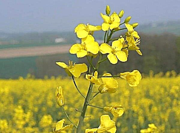Ukraine plans to export rapeseed to China