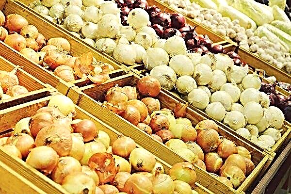 Low-quality onions on Russian shelves will become even more expensive