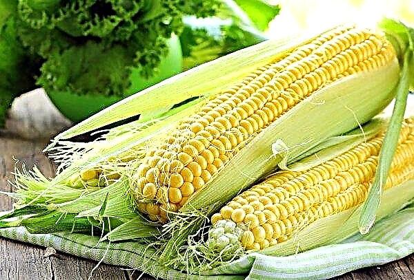 Die ukrainischen Bauern säten mehr als geplant Mais
