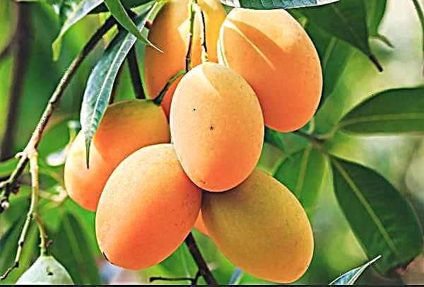 Breves noticias sobre los problemas de crecimiento del mango Kengo