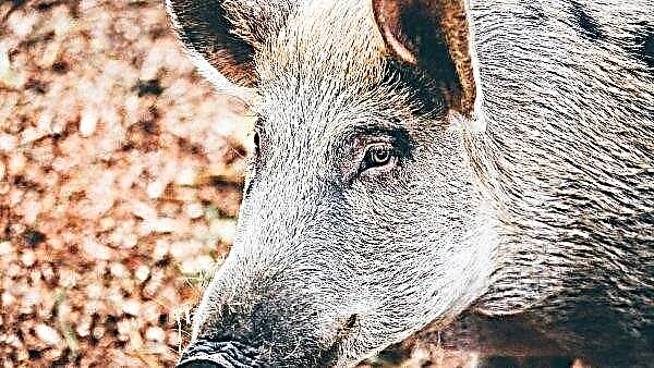 Tollwut und Schweinepest verlassen Russland rasch