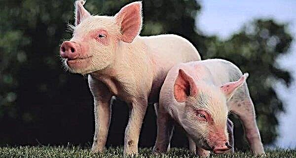 Świnie rostowskie - znów pod jarzmem afrykańskiej zarazy