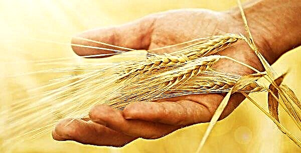 Les éleveurs russes suggèrent de lutter contre l'anémie avec du blé unique