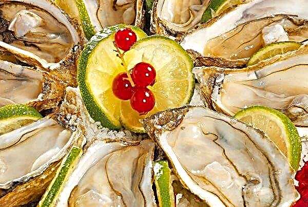 Kherson região é capaz de alimentar ostras para a Ucrânia e Europa