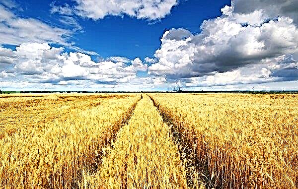 Iwano-Frankiwsk-Landwirte schneiden die Aussaatfläche von Weizen ab