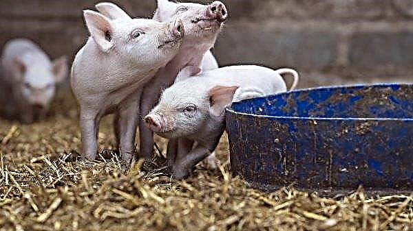 Piglets are normal: almost 3.5 million