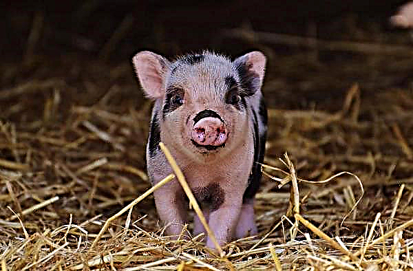 Von der afrikanischen Pest konnten keine osteuropäischen Schweine gerettet werden