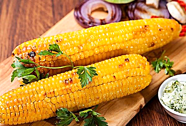 El insecto del maíz occidental llegó a la región de Vinnitsa